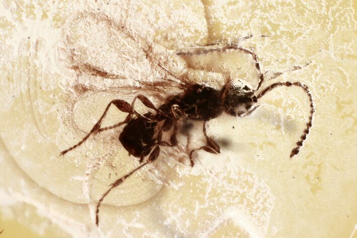 Detailed Fossil Parasitoid Wasp (Diapriidae) In Baltic Amber #330619